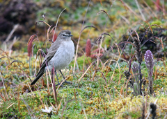 Muscisaxicola alpinus