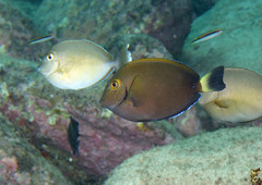 Acanthurus dussumieri