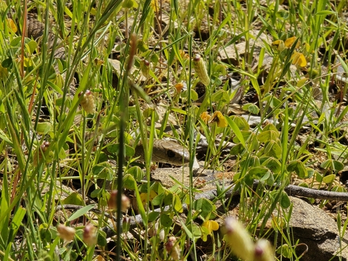 Eastern Brown Snake sighting