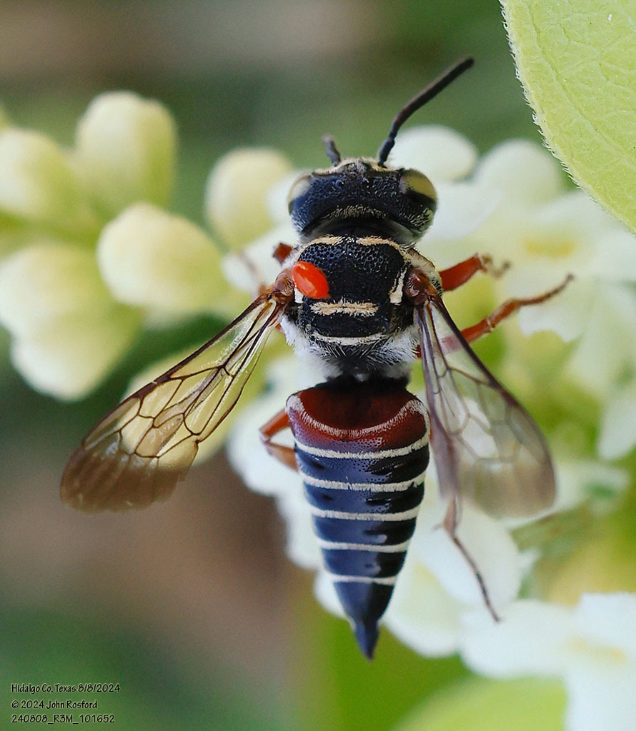 Coelioxys slossoni arenicola