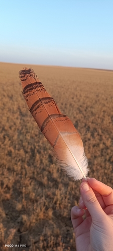 Plume de Outarde barbue