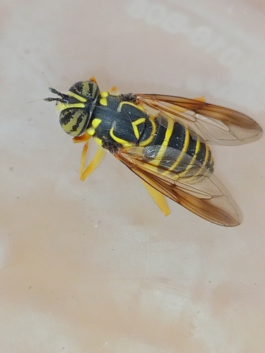 Unknown species found near Brook Creek, Lawrence, KS, USA