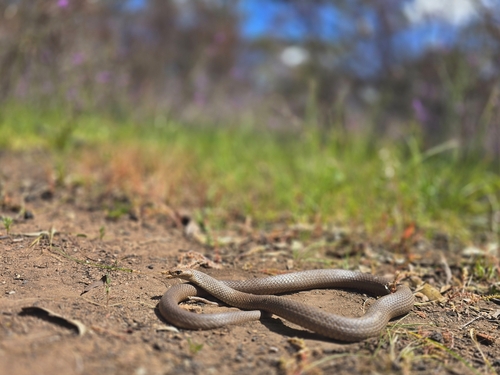 Eastern Brown Snake sighting