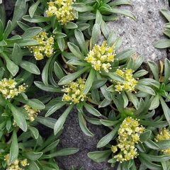 Azorella ruizii