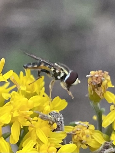 Unknown species found near Long Island, East Setauket, NY, US