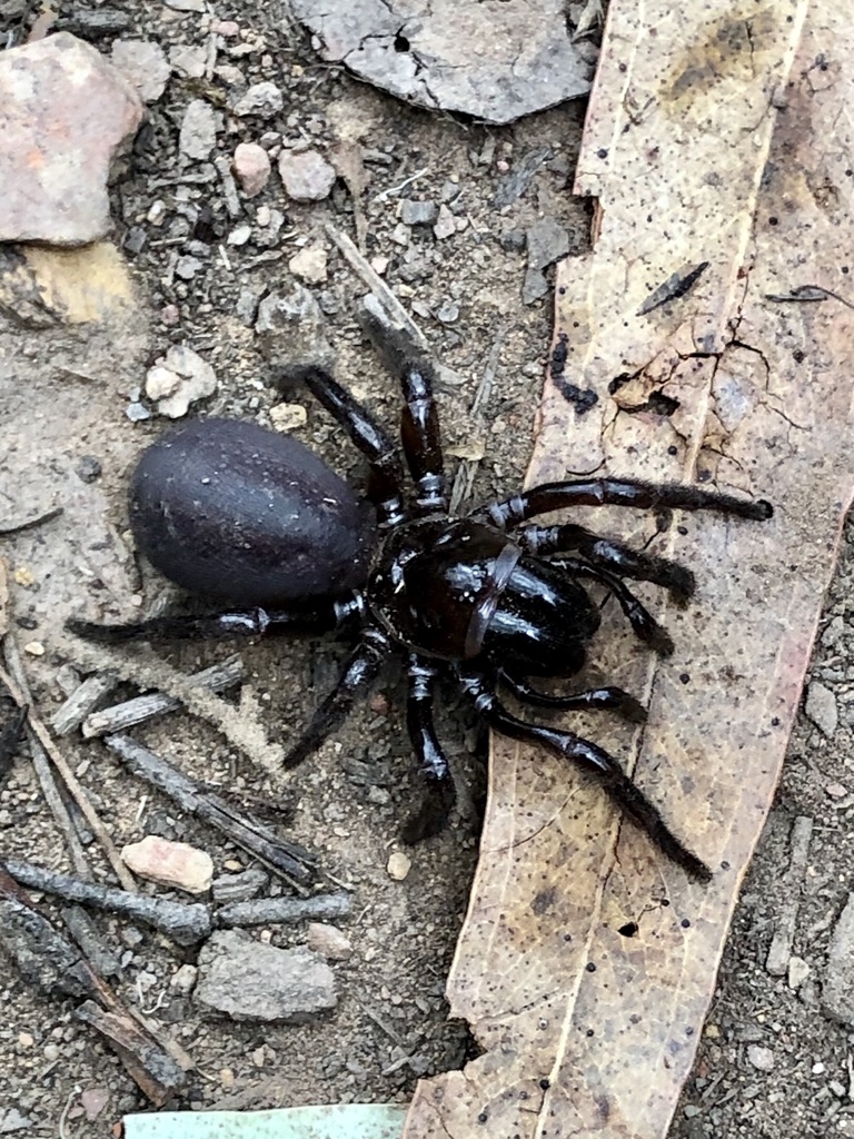 Hadronyche from Fairy Dell Conservation Reserve, Fairy Dell, VIC, AU on ...