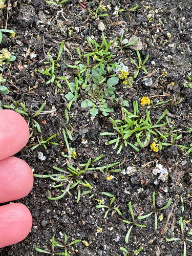 Sharp-pod Pepper-grass (Lepidium oxycarpum)