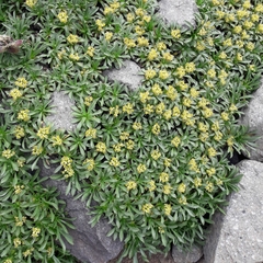 Azorella ruizii
