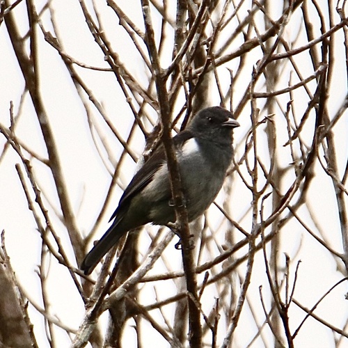 Sulphur-rumped Tanager (Heterospingus rubrifrons), photo 7