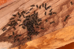 Metapolybia