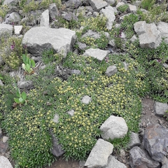 Azorella ruizii