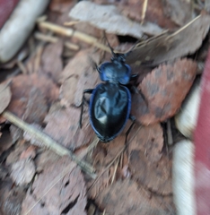 Carabus finitimus