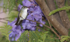 Elliotomyia chionogaster