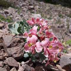 Alstroemeria umbellata