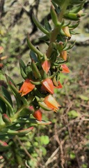 Echeveria quitensis