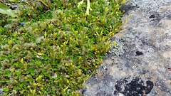 Coprosma perpusilla
