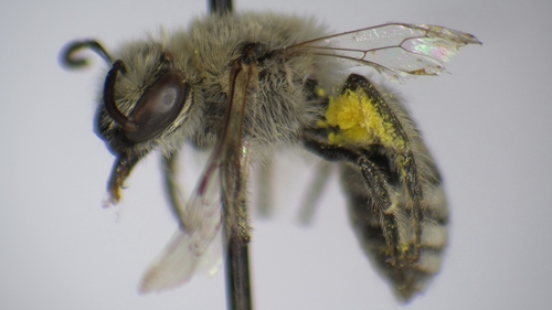 Colletes phaceliae
