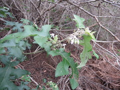 Solanum paniculatum