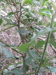 Solanum paniculatum