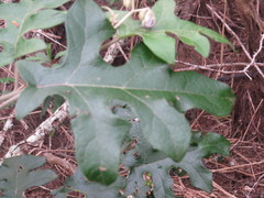 Solanum paniculatum