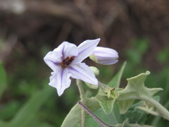 Solanum paniculatum