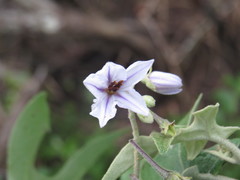 Solanum paniculatum
