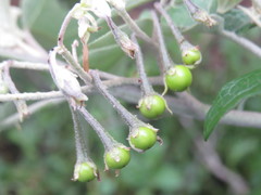 Solanum paniculatum