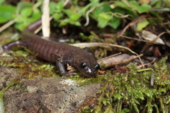 Hynobius arisanensis