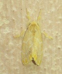 Lepidoptera