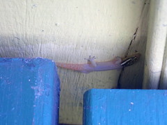 Sphaerodactylus molei