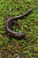 Hynobius arisanensis