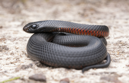 Red-bellied Black Snake sighting