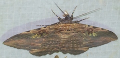 Anisoneura aluco