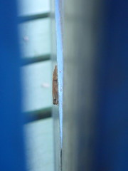 Sphaerodactylus molei