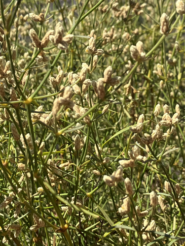 Alternanthera filifolia, photograph 3