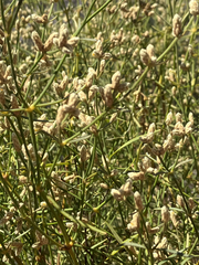 Alternanthera filifolia, photograph (c) rowan_m, some rights reserved (CC BY)