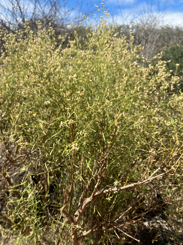 Alternanthera filifolia, photograph 4