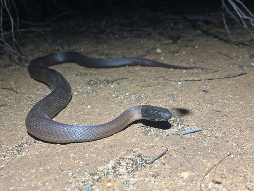 Photo of a Lake Cronin Snake (Paroplocephalus atriceps)