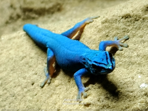Williams' Dwarf Gecko, Lygodactylus williamsi