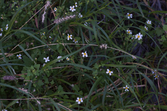 Perityle hofmeisteria