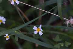 Perityle hofmeisteria