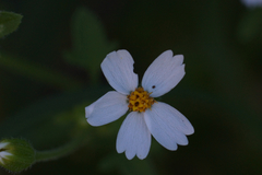 Perityle hofmeisteria