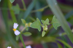 Perityle hofmeisteria