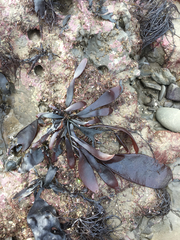 Chondracanthus