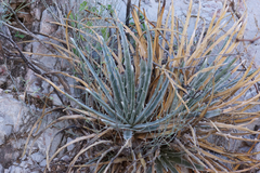 Hechtia mapimiana