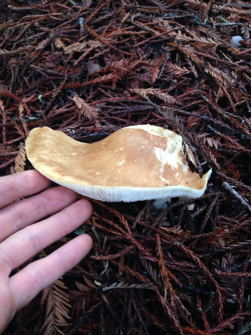 Leucopaxillus gentianeus image