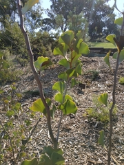 Hakea brownii
