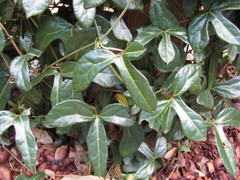 Aristolochia trilobata