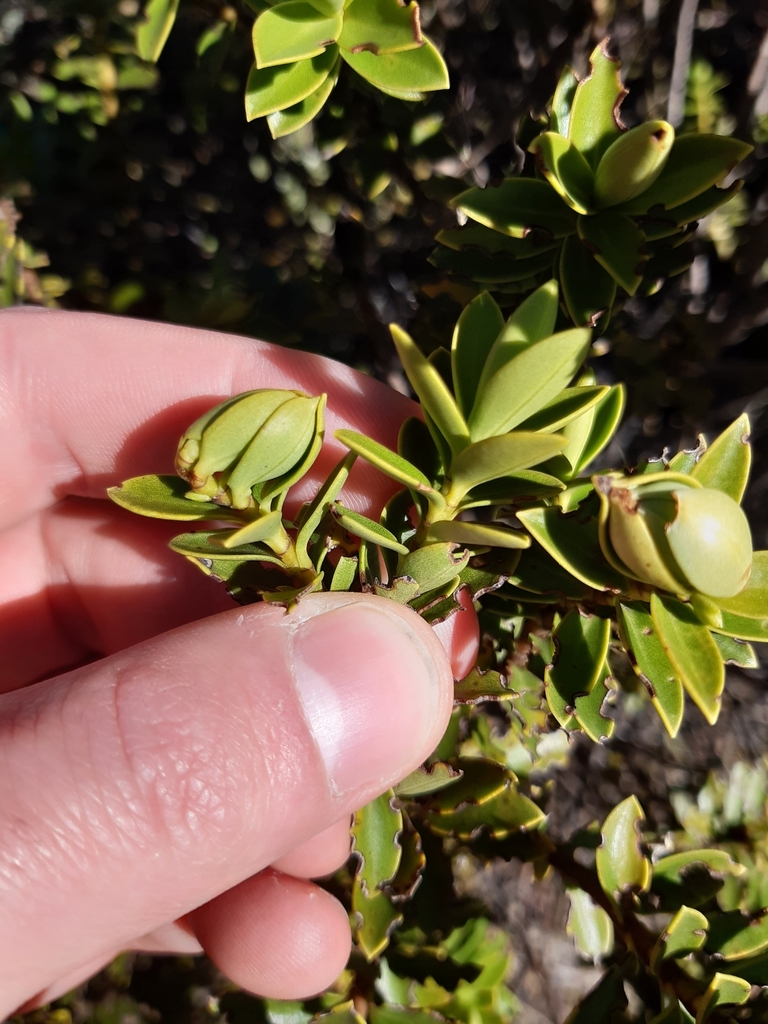Veronica brachysiphon; photograph George Cox, CC0, iNaturalist via GBIF