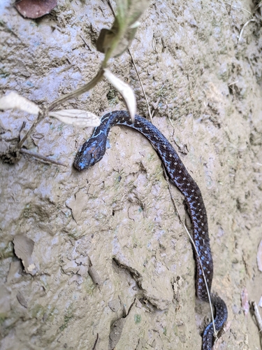 Photo of a Wall's Keelback (Herpetoreas xenura)